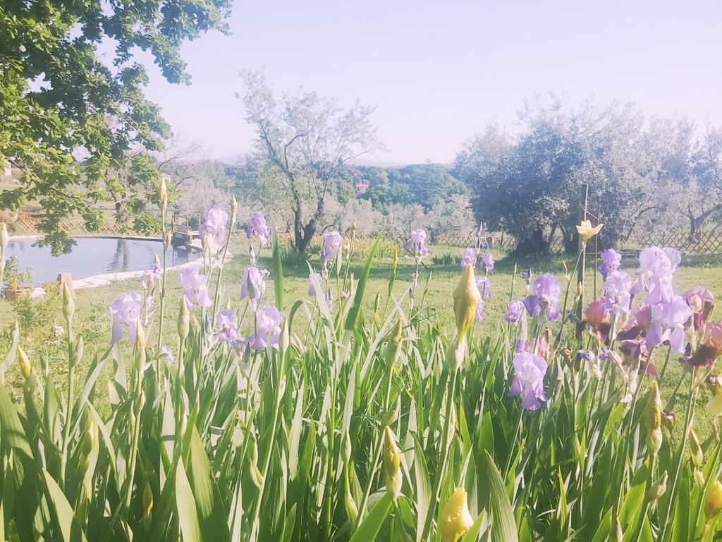 Agriturismo Il Poderino Bibbona Bagian luar foto